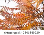  Autumn leaves, vivid, colorful background.. Golden autumn, fall in a Park in the city Gniezno, Poland.