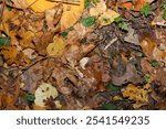  Autumn leaves, vivid, colorful background.. Golden autumn, fall in a Park in the city Gniezno, Poland.