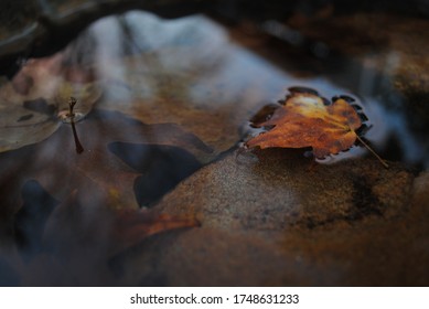 Autumn Leaves In The Water Of A Bird Bath. 