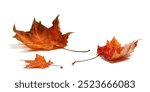 Autumn leaves with water drops on white background. autumn season concept background