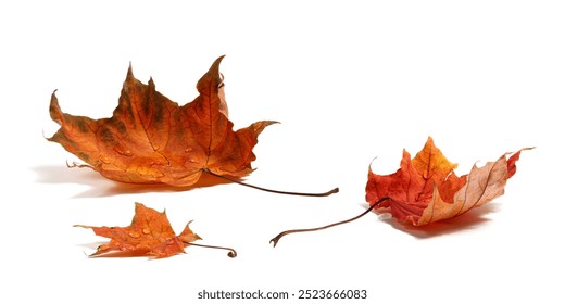 Autumn leaves with water drops on white background. autumn season concept background - Powered by Shutterstock