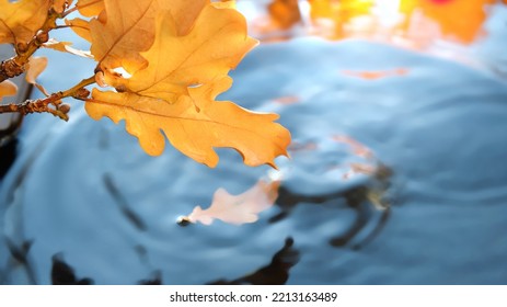 Autumn Leaves In Water With Ripple, Copy-space. Abstract Fall Backdrop, Wallpaper Blue, Turquoise, Red And Orange Sun Flare.