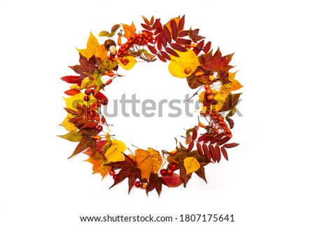 Autumn leaves wreath. Isolated on white background. Red, yellow, orange, brown colors. Colorful foliage. Fall theme. Circle frame. Maple, birch, rowan. Round border. Wild forest plants. Top view.