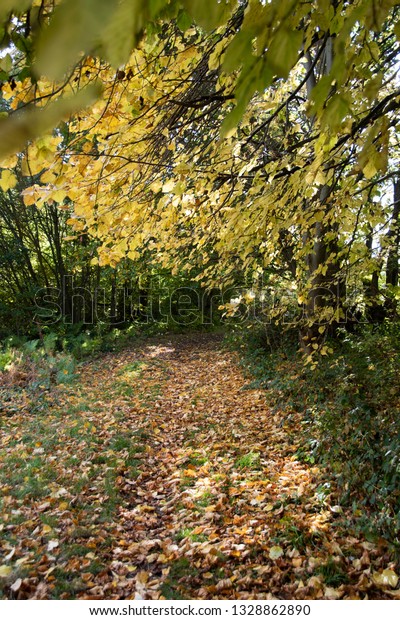 Autumn leaves of yellow fall as the season\
changes, Car Brook Ravine, \
Sheffield