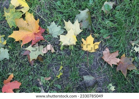 Autumn autumn leaves are yellow, red, orange against a background of green grass. Autumn leaf fall. Fallen leaves, wilting.