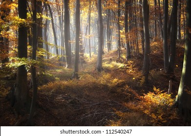 Autumn Light In Forest