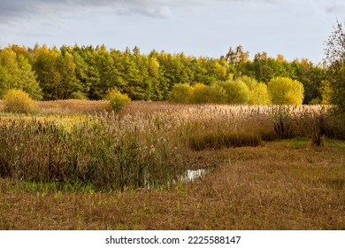 Autumn light at Potteric Carr Nature Reserve, South Yorkshire, England - Shutterstock ID 2225588147