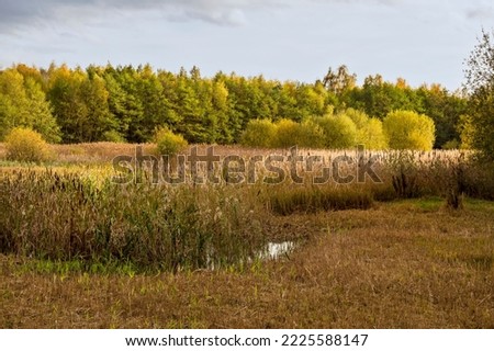 Autumn light at Potteric Carr Nature Reserve, South Yorkshire, England [[stock_photo]] © 