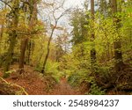 Autumn lights and colours. Romantic atmosphere along the forest trail of the fairytale lake (Märchensee) on Pfaffenberg from Wendelsheim (Rottenburg am Neckar)