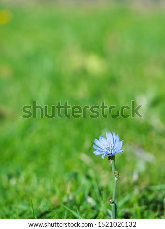 Autumn, a lonely flower of blue on a green grass background. Close-up. Partial focus. Space for text.