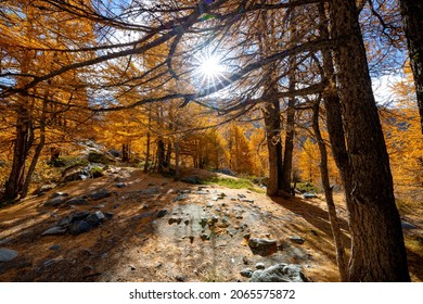 Its Autumn In A Lovely Fir Forest. The Hiking Trail Is Close To Zermatt