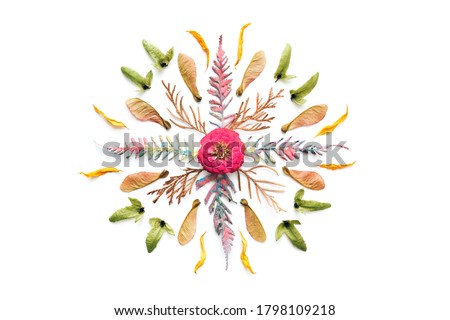 Autumn mandala made of dry fern, seeds and flower on white background. Flat lay. Cut out.