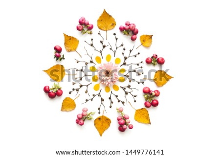 Autumn mandala made of dry yellow birch leaves, berries, twigs and pink daisy flowerhead on white background. Flat lay.