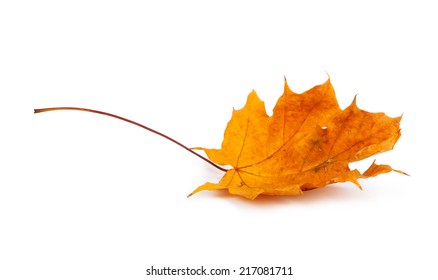 Autumn Maple Branch With Leaves Isolated On A White Background