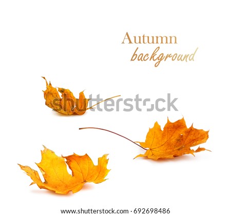 Autumn maple branch with leaves isolated on  white background
