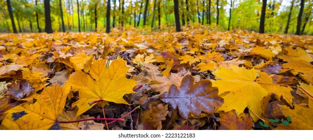 Autumn Maple Forest Glade Covered By Red Dry Leaves, Beautiful Natural Seasonal Background