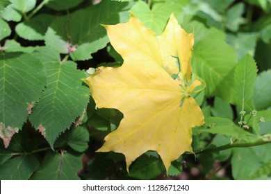 Autumn maple leaf