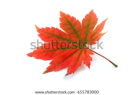 Autumn maple leaf