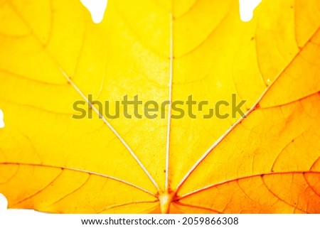 Similar – Image, Stock Photo Golden Autumn Environment