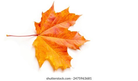 Autumn maple leaf, a flattened structure of a higher plant, similar to a blade that attaches directly to the stem or through the stem. Leaves are the main organs of photosynthesis and transpiration - Powered by Shutterstock