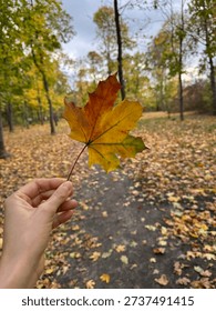 Autumn maple leaf. Autumn in the forest