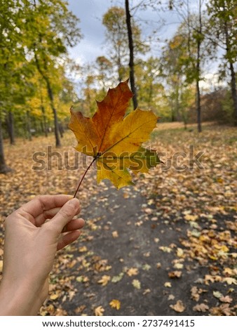 Autumn maple leaf. Autumn in the forest