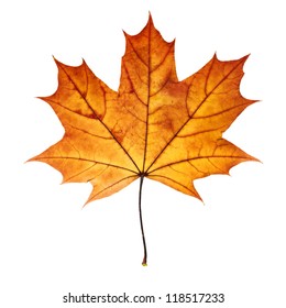 Autumn Maple Leaf Isolated On White Background