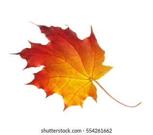 79,434 Deciduous Leaf Isolated Images, Stock Photos & Vectors 