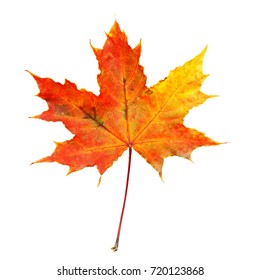 Autumn Maple Leaf Isolated On White Stock Photo 720123868 | Shutterstock