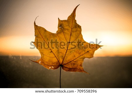 Similar – maple leaf Nature Plant