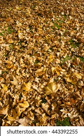 Autumn Maple Leaf Litter Texture Background