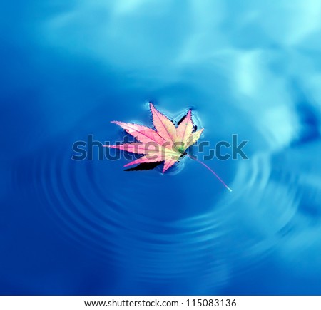 Autumn maple leaf on the water