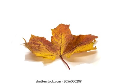 1,617 Distressed maple leaf Images, Stock Photos & Vectors | Shutterstock