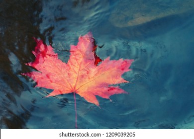 Autumn maple leaf sinking in dark water. Soft focus. Loss, withering, death concept - Powered by Shutterstock