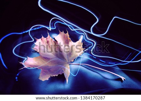 Image, Stock Photo Closeup of isolated orange leaf of quercus ilex with a dark background with bokeh