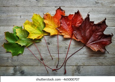 Autumn Maple leaf transition and variation concept for fall and change of season - Shutterstock ID 465000707