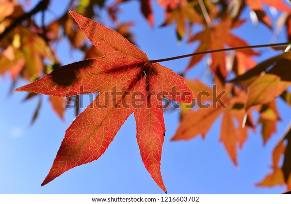 maple leafs jersey uk