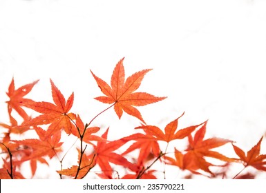 Japanese Maple Tree Images, Stock Photos & Vectors | Shutterstock