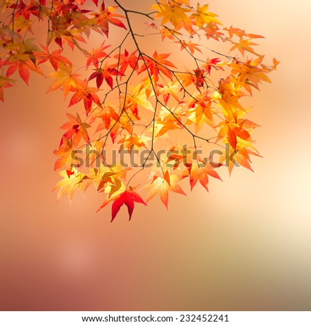 Similar – Foto Bild flammender Herbst…II