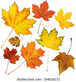 Autumn Maple Leaves Collection Object Set Stock Photo 334014272 ...