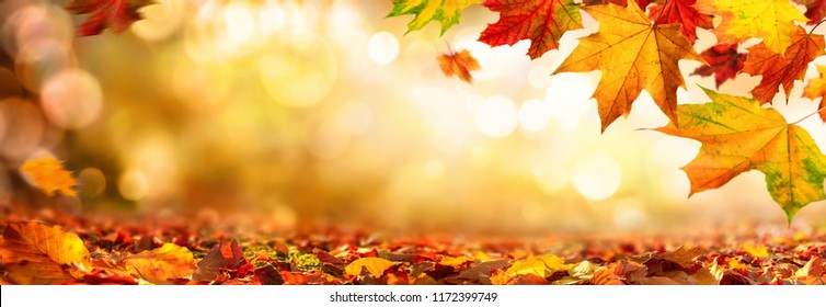 Autumn maple leaves decorate a beautiful nature bokeh background with forest ground, wide panorama format