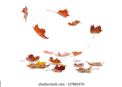 autumn  maple leaves falling  on white background  with shadow