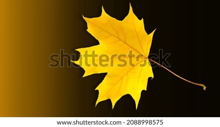 Image, Stock Photo The sheet 33 Maple tree