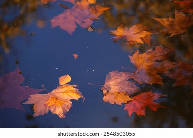 Autumn Maple leaves floating in water, lake, river, with sky reflecting through the Maple leaves in fall - Powered by Shutterstock