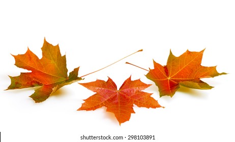  Autumn Maple Leaves Isolated On White Background