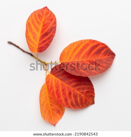 Autumn maple leaves isolated on white background.