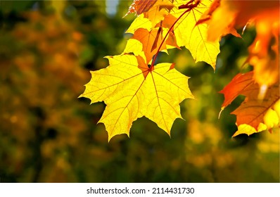 Autumn Maple Leaves In The Light