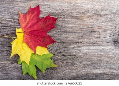 1,058,975 Maple leaf Stock Photos, Images & Photography | Shutterstock