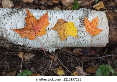 Autumn Maple Leaves Sitting On Birch Log