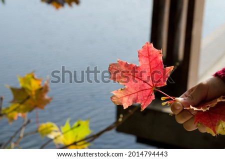 Autumn maple red leaf in the child's hand against the background of water, copying space. Concept hello autumn